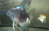 P. Scalare Pinoy Paraiba Blue M-L Maanvis Pinoy Paraiba Blauw